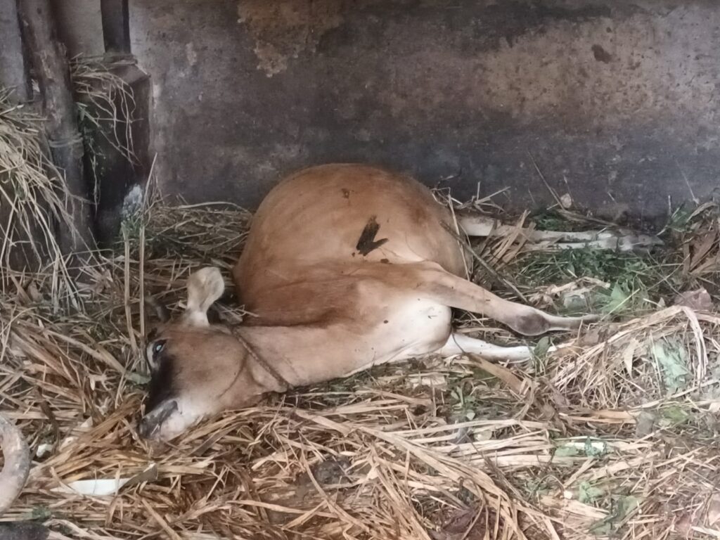 ಮುಂಡೋಳಿ,ಸೊಪ್ಪು ತಿಂದು ನಾಲ್ಕು ಜಾನುವಾರು ಗಂಭೀರ, ಒಂದು ಸಾವು, ಪಶುವೈದ್ಯರ ತಂಡದಿಂದ ಚಿಕಿತ್ಸೆ